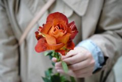 绝美花卉基地路线新鲜出炉 极致云花风情绽放昆